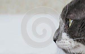 Close up view of beautiful green cat& x27;s eye. Gray and white cat on white background. Beautiful textured fur. Macro