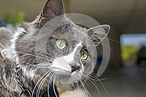 Close up view of beautiful green cat& x27;s eye. Gray and white cat playing outdoor. Beautiful textured fur