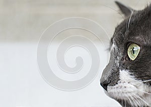 Close up view of beautiful green cat& x27;s eye. Gray and white cat on white background. Beautiful textured fur. Macro