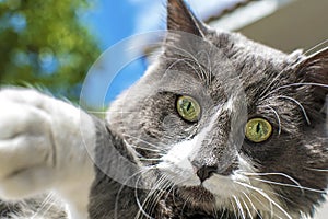 Close up view of beautiful green cat& x27;s eye. Gray and white cat playing outdoor. Beautiful textured fur