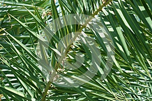 Close up view of beautiful green date palm leaves on nature background
