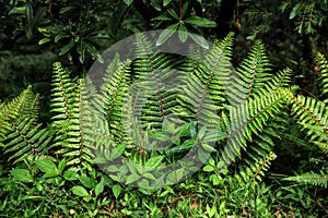 close-up view of beautiful green fern growing in Indian Himalayas,