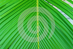 Close up view of beautiful green palm leaf on natural background