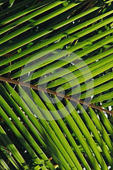 close-up view of beautiful green palm leaves at Thoddoo