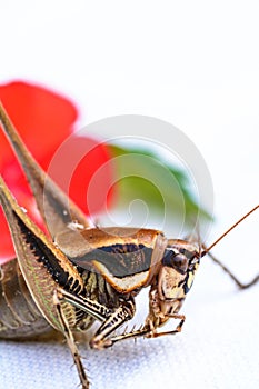 A close-up view of a beautiful insect in a blurry background