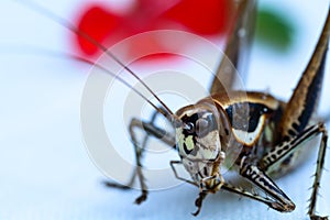 A close-up view of a beautiful insect in a blurry background
