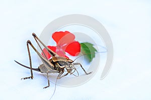 A close-up view of a beautiful insect in a blurry background