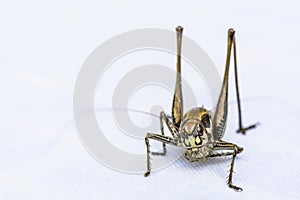 A close-up view of a beautiful insect in a blurry white background