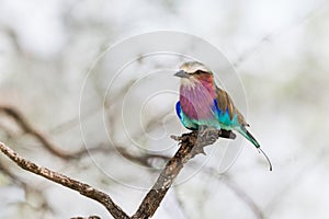 Close up view of beautiful Lilac breasted Roller bird on a tree branch in Africa photo