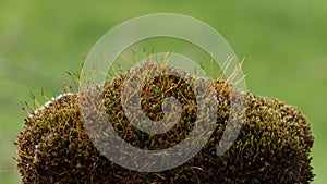 Close up view of beautiful moss in the forest