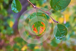 Close up view of beautiful multicolored red yelow and green leaf after rain