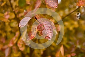 Close up view of beautiful multicolored red yelow and orange leaf after rain