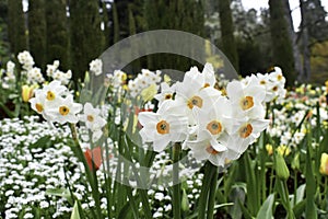 Close up view of beautiful narcissus flowers