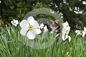 Close up view of beautiful narcissus flowers.