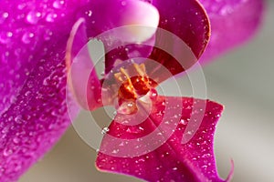 Close up view of beautiful orchid flowers lip labellum in bright magenta color