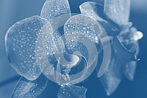 Close up view of beautiful orchid flowers in trendy Pantone color 2020 classical blue
