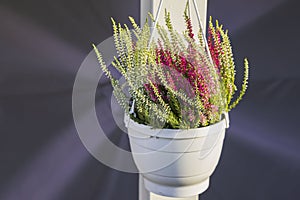 Close up view of beautiful outdoor plant in white amped pot.