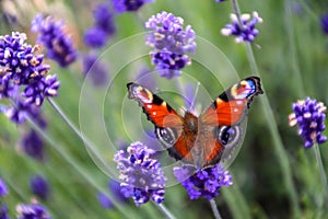 Close up view of a beautiful Peacock butterfly on lavender flower