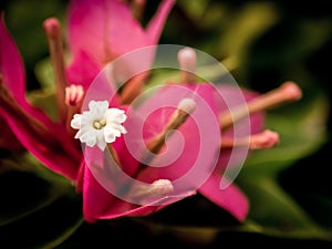 Close up view of a beautiful pink Bougainvillea flower