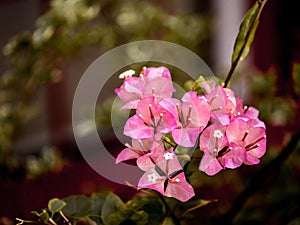 Close up view of a beautiful pink Bougainvillea flower