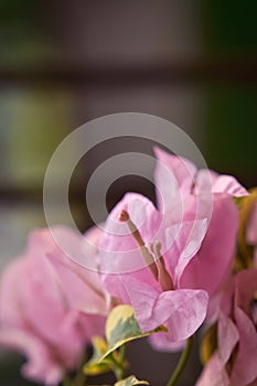 Close up view of a beautiful pink bougainvillea flower at the garden