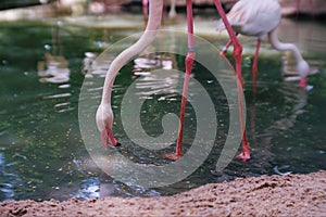 Close up view of Beautiful pink flamingo bird drinking water on pond at the zoo in thailand