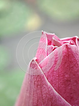 Close up view of a beautiful pink lotus flower bud