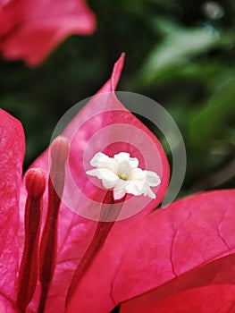 Close up view of a beautiful pink white bougainvillea flower