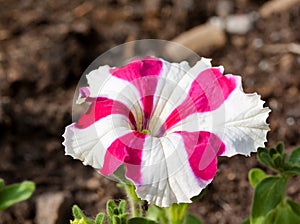 Close up view of a beautiful pink and white striped petunia flower.