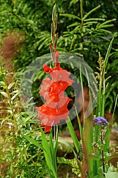 Close-up view of a beautiful red gladiolus hybridus flower in the garden