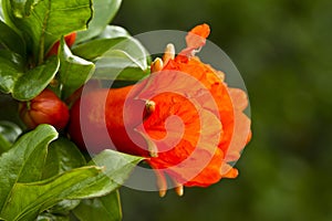 beautiful red pomegranate flowers