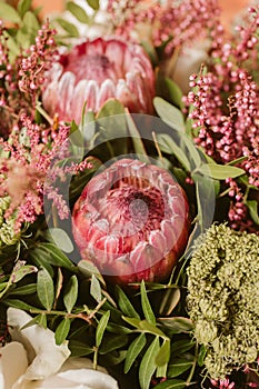 Close up view of beautiful red proteas. Protea flower bouquet.