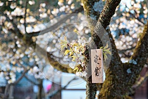 Close-up view of beautiful Sakura cherry blossoms, with a traditional Japanese wooden plaque hanging under a Sakura trees