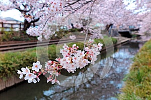 Close-up view of beautiful Sakura flowers by the river bank of a small canal in Fukiage, Saitama, Japan, with cherry blossom trees