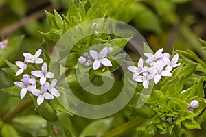 sherardia arvensis flower