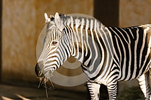 close up view of beautiful striped zebra