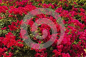 Close up view of beautiful tropial plant with red flowers. Natural Red backgrounds