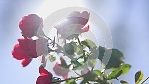 Close-up view of beautiful tropical flower of red color on green bush. Macro shot depth of field. Sunny day in