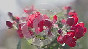 Close-up view of beautiful tropical flower of red color on green bush. Macro shot depth of field. Sunny day in