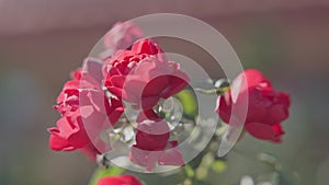 Close-up view of beautiful tropical flower of red color on green bush. Macro shot depth of field. Sunny day in