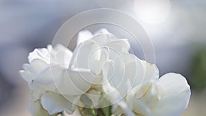 Close-up view of beautiful tropical flower of white color on green bush. Macro shot depth of field. Sunny day in