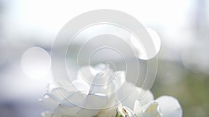 Close-up view of beautiful tropical flower of white color on green bush. Macro shot depth of field. Sunny day in