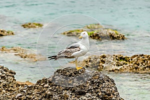 Close up View of a Beautiful White and Gray Seagull Resting on a Rock by the Sea Shore in Spetses Island, Greece