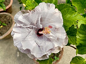 Close up view of a beautiful White Hibiscus flower