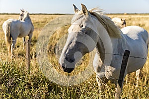 close-up view of beautiful white horse near wire fence on pasture