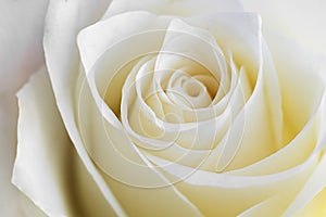 Close up view of a beautiful white rose. Macro image of white rose. Fresh beautiful flower as expression of love and respect for