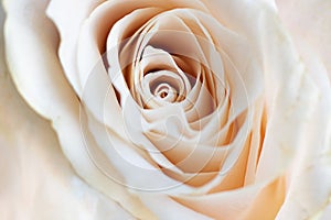 Close up view of a beautiful white rose with pastel pink tint. Macro image of white rose. Fresh beautiful flower as expression of
