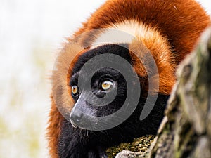 Close-up view of beautiful wild Red lemur high in a tree surrounded by nature. Red ruffed lemur looking at camera