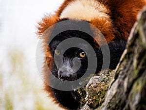 Close-up view of beautiful wild Red lemur high in a tree surrounded by nature. Red ruffed lemur looking at camera