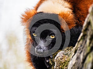 Close-up view of beautiful wild Red lemur high in a tree surrounded by nature. Red ruffed lemur looking at camera